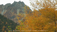 秋の風景写真 上高地 明神岳 カラマツ 紅葉