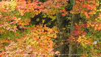 秋の風景写真 安曇野 紅葉 カエデ