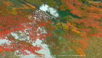 秋の風景写真 奥三河 紅葉 カエデ