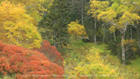 秋の風景写真 南アルプス 千枚岳 紅葉