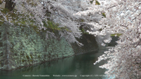春の風景写真 駿府城址 さくら