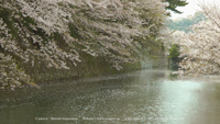 春の風景写真 駿府城址 さくら