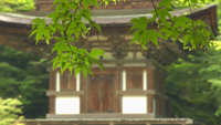 夏の風景写真 西明寺 新緑