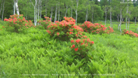 夏の風景写真 入笠山 レンゲツツジ