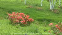 夏の風景写真 入笠山 レンゲツツジ