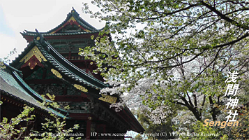 静岡　浅間神社　桜