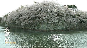 国宝　彦根城　琵琶湖　滋賀　桜