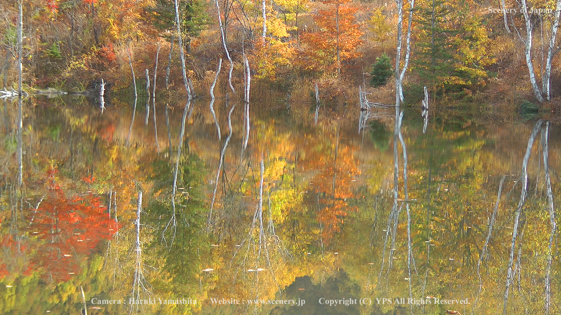 秋の壁紙 画像 無料ダウンロード Scenery Of Japan