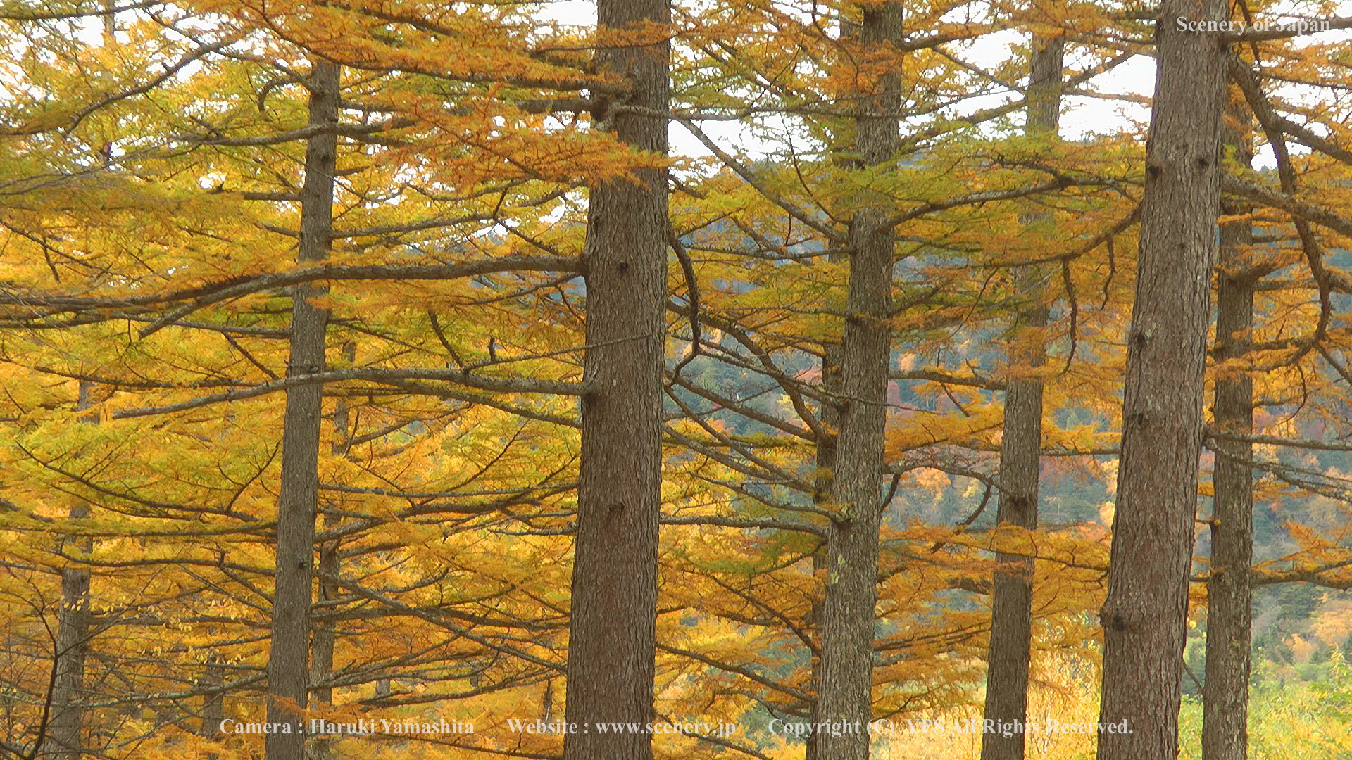 秋の壁紙 画像 無料ダウンロード Scenery Of Japan
