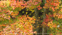 秋の無料壁紙　安曇野　紅葉　カエデ