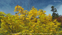 秋の無料壁紙　火打山　ミネカエデ　黄葉