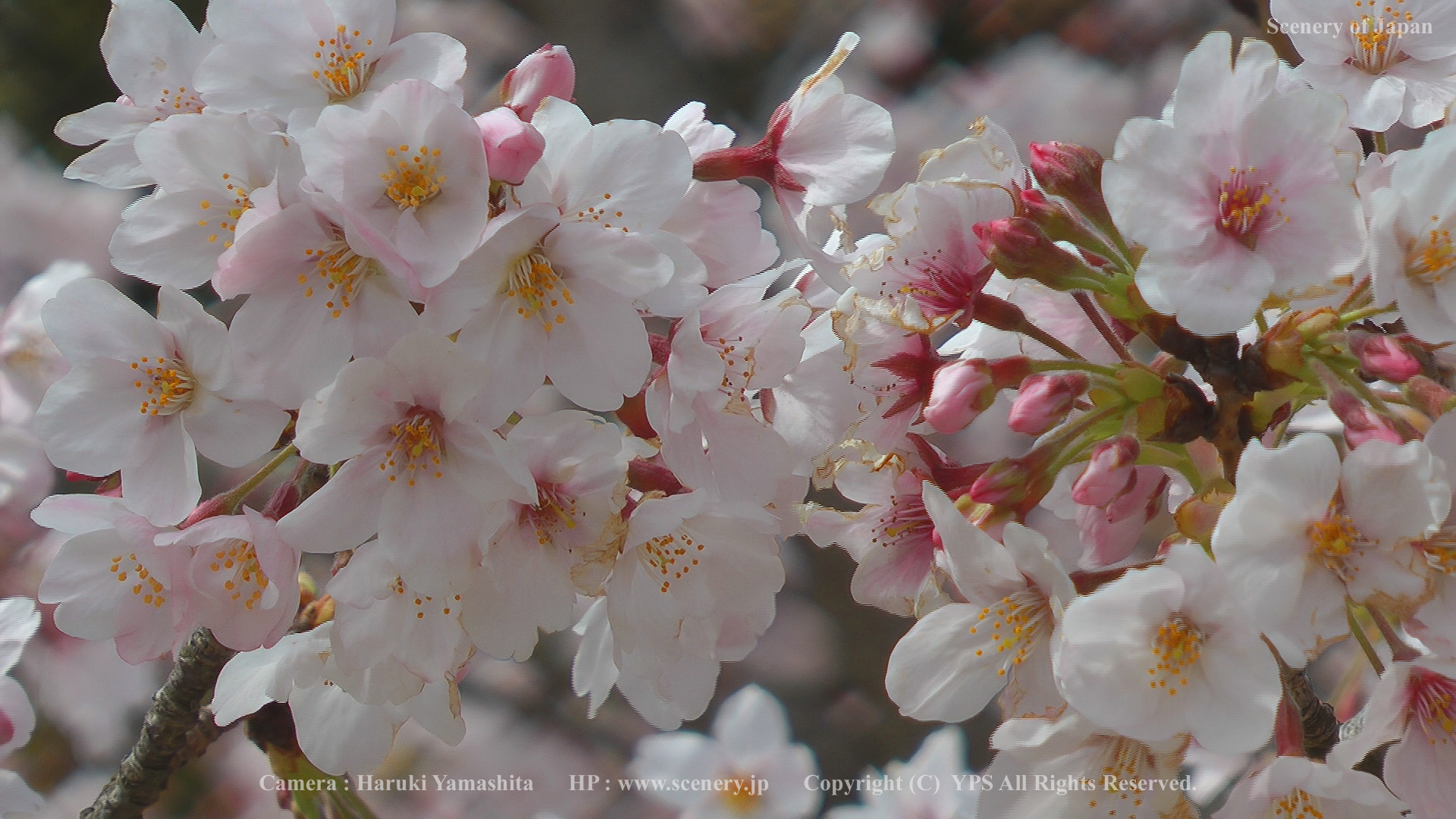 春の壁紙 画像 無料ダウンロード Scenery Of Japan