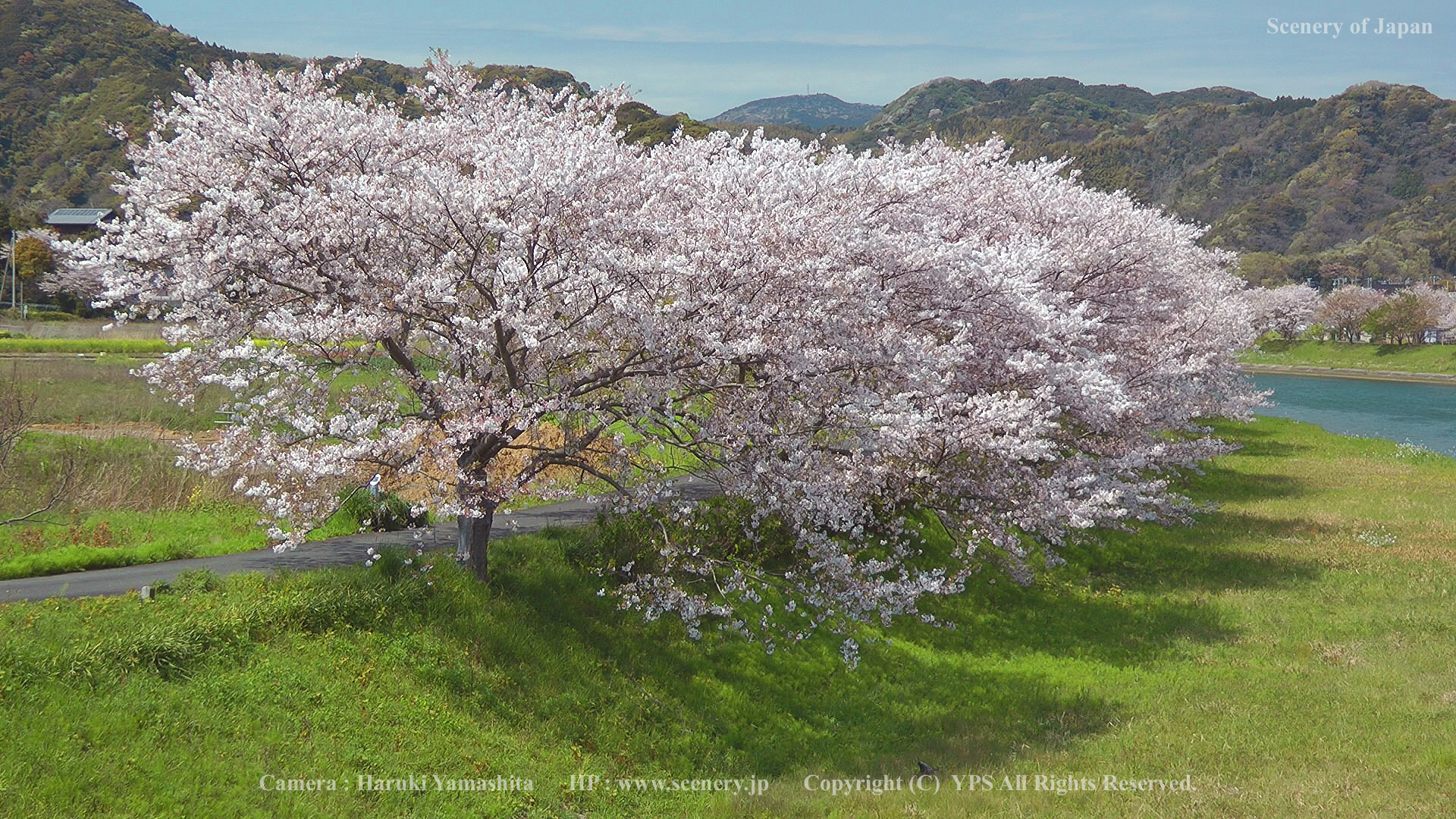 春の壁紙 画像 無料ダウンロード Scenery Of Japan