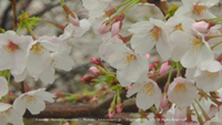 春の無料壁紙　岡崎公園　桜