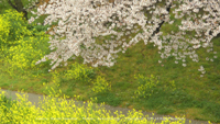 春の無料壁紙　岡崎公園　さくら　菜の花