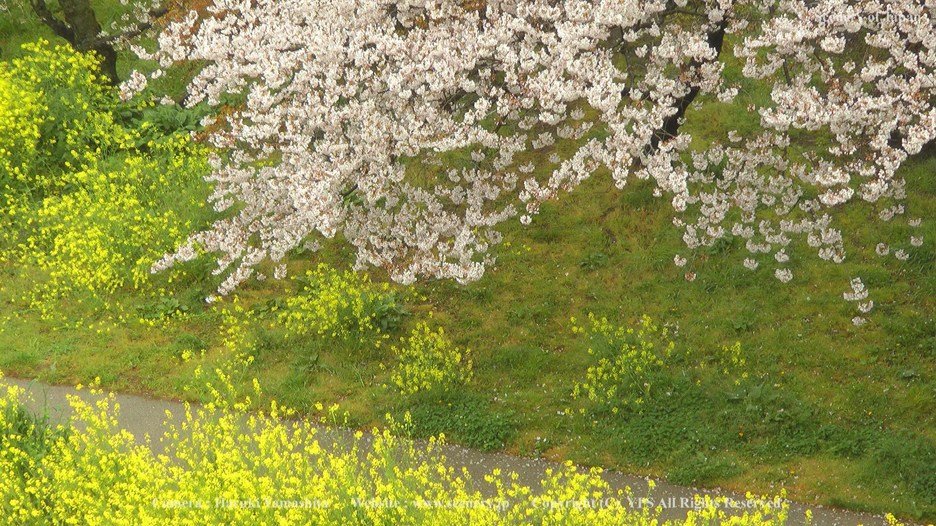 春の壁紙 画像 無料ダウンロード Scenery Of Japan