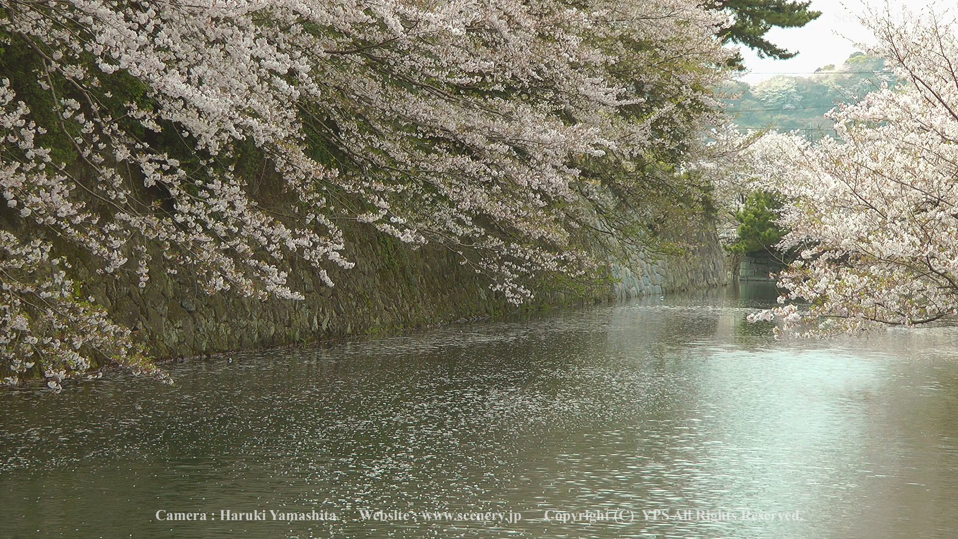 春の壁紙 画像 無料ダウンロード Scenery Of Japan