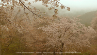 春の無料壁紙　吉野山　桜
