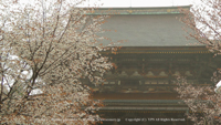 春の無料壁紙　吉野山　金峯山寺　桜