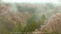 春の無料壁紙　吉野山　一目千本　桜