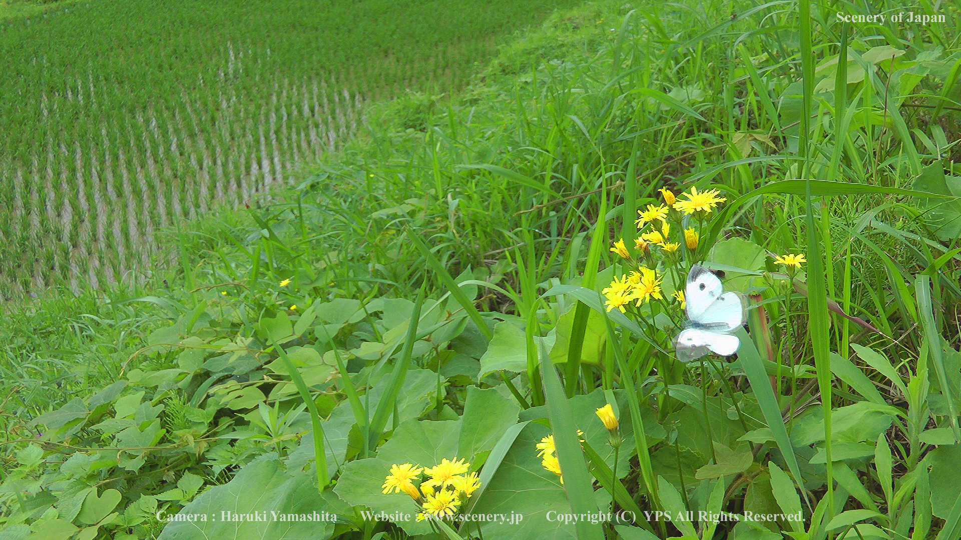 夏の壁紙 画像 無料ダウンロード Scenery Of Japan