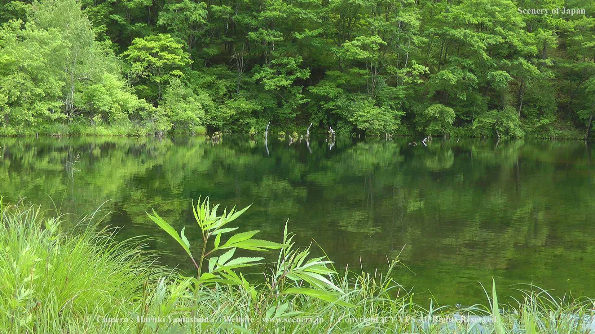 夏の壁紙 画像 無料ダウンロード Scenery Of Japan