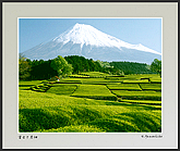 風景写真　富士山・茶畑