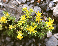 高山植物