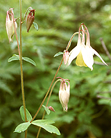 高山植物