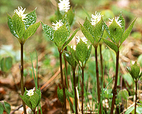 高山植物