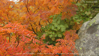 秋の無料壁紙 立山 室堂 紅葉 ナナカマド