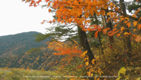 秋の無料壁紙 上高地 紅葉