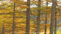秋の無料壁紙 上高地 カラマツ 紅葉