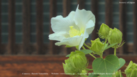 秋の無料壁紙 明日香村 飛鳥寺 芙蓉
