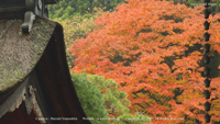 秋の無料壁紙 雲峰寺 紅葉 かえで