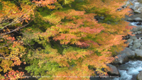 秋の無料壁紙 奥三河 紅葉 カエデ