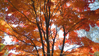 秋の無料壁紙 乗鞍高原 紅葉