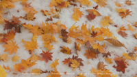 秋の無料壁紙 鎌池 紅葉 新雪