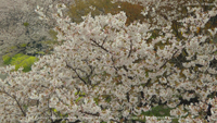 春の無料壁紙 岡崎公園 さくら