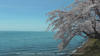 春の無料壁紙 海津大崎 桜