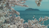 春の無料壁紙 海津大崎 桜