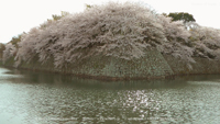 春の無料壁紙 彦根城 桜