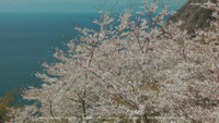 春の無料壁紙 西伊豆 桜 海