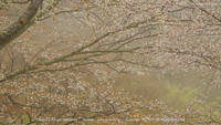 春の無料壁紙 吉野山 桜