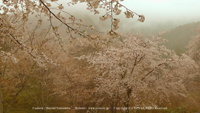 春の無料壁紙 吉野山 桜