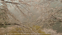 春の無料壁紙 吉野山 桜