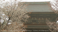 春の無料壁紙 吉野山 金峯山寺 桜