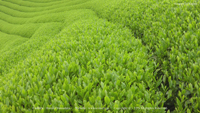 春の無料壁紙 高草山 茶畑 新茶