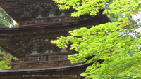 夏の無料壁紙 西明寺 新緑 もみじ
