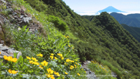 夏の無料壁紙 南アルプス 富士山 シナノキンバイ